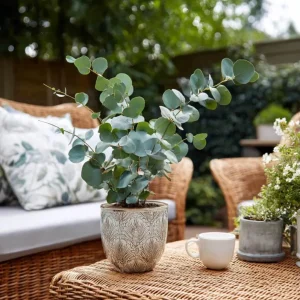 Eucalyptus Silver Dollar Live Plant - 3.25 Inch Pot, Aromatic Foliage, Indoor/Outdoor - Image 9