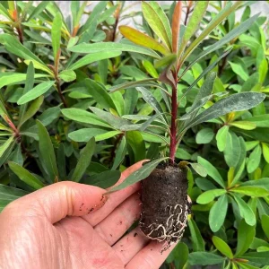 Euphorbia Miners Merlot Live Plant – Wood Spurge Perennial – 1-3