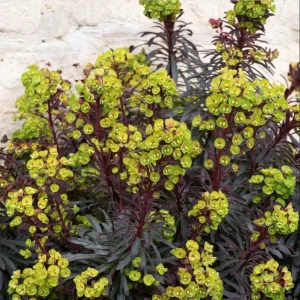 Euphorbia Miners Merlot Live Plant – Wood Spurge Perennial – 1-3