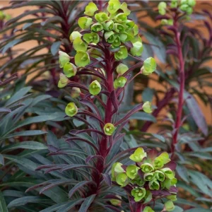 Euphorbia Miners Merlot Live Plant – Wood Spurge Perennial – 1-3