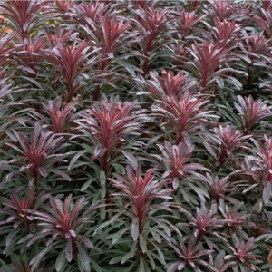 Euphorbia Miners Merlot Live Plant – Wood Spurge Perennial – 1-3