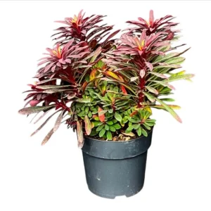 Euphorbia Miners Merlot Live Plant – Wood Spurge Perennial – 1-3