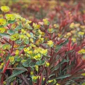Euphorbia Miners Merlot Live Plant – Wood Spurge Perennial – 1-3