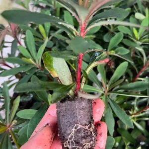 Euphorbia Miners Merlot Live Plant – Wood Spurge Perennial – 1-3