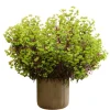 Euphorbia Miners Merlot Live Plant – Wood Spurge Perennial – 1-3" Tall Starter Plug - Image 1