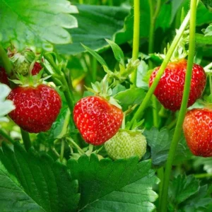 Fort Laramie Strawberry Bare Roots - 5 Pack, Sweet Everbearing, 4-8 Inch Tall, Outdoor - Image 2