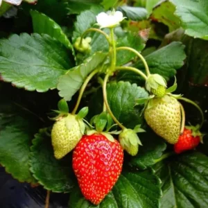 Fort Laramie Strawberry Bare Roots - Everbearing Fruit Plant (10 Pack, 4-8 Inch) - Image 3