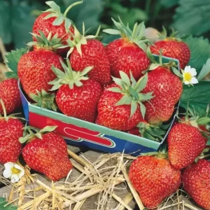 Fort Laramie Strawberry Bare Roots - Everbearing Fruit Plant (10 Pack, 4-8 Inch) - Image 5