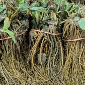 Fort Laramie Strawberry Bare Roots - Everbearing Fruit Plant (10 Pack, 4-8 Inch) - Image 8