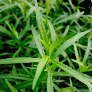 French Tarragon Live Plant - Healthy Herb Starter, 2-4 Inch Tall - Image 2