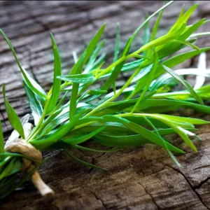 French Tarragon Live Plant - Healthy Herb Starter, 2-4 Inch Tall - Image 3