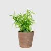 French Tarragon Live Plant - Healthy Herb Starter, 2-4 Inch Tall - Image 1