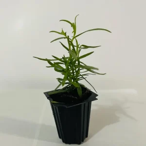 French Tarragon Live Plant - Healthy Herb Starter, 2-4 Inch Tall - Image 6