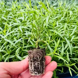 French Tarragon Live Plant - Healthy Herb Starter, 2-4 Inch Tall - Image 8