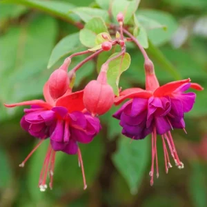 Fuchsia Dollar Princess Live Plant - 1 Plug Starter - Red & Purple Flowers - Image 2