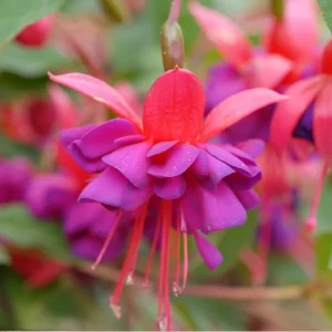 Fuchsia Dollar Princess Live Plant - 1 Plug Starter - Red & Purple Flowers - Image 6
