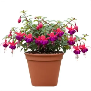 Fuchsia Dollar Princess Live Plant - 1 Plug Starter - Red & Purple Flowers - Image 1