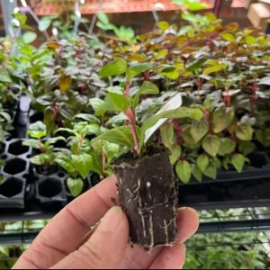 Fuchsia Gartenmeister Live Plant Plug - Starter Plant, Hardy Perennial - Image 10