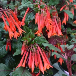 Fuchsia Gartenmeister Live Plant Plug - Starter Plant, Hardy Perennial - Image 2