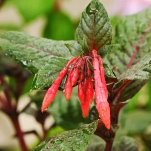 Fuchsia Gartenmeister Live Plant Plug - Starter Plant, Hardy Perennial - Image 3