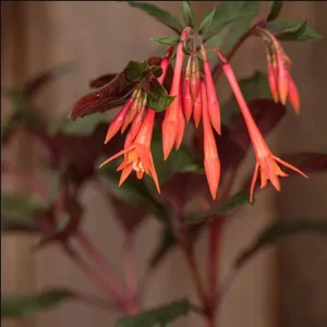 Fuchsia Gartenmeister Live Plant Plug - Starter Plant, Hardy Perennial - Image 7