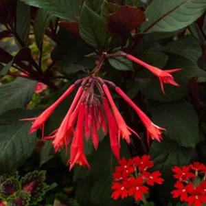 Fuchsia Gartenmeister Live Plant Plug - Starter Plant, Hardy Perennial - Image 8