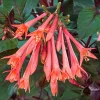 Fuchsia Gartenmeister Live Plant Plug - Starter Plant, Hardy Perennial - Image 1