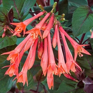 Fuchsia Gartenmeister Live Plant Plug - Starter Plant, Hardy Perennial - Image 1