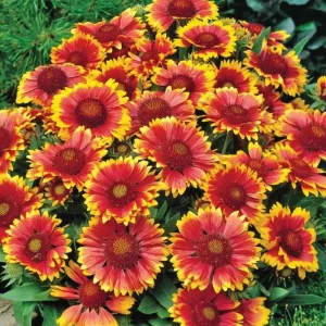 Gaillardia Gusto Sweet Chili Live Plant – Blanket Flower – 1 Plug – Hardy Perennial – Red & Yellow Blooms - Image 2