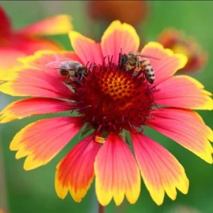 Gaillardia Gusto Sweet Chili Live Plant – Blanket Flower – 1 Plug – Hardy Perennial – Red & Yellow Blooms - Image 3