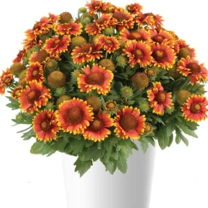 Gaillardia Gusto Sweet Chili Live Plant – Blanket Flower – 1 Plug – Hardy Perennial – Red & Yellow Blooms - Image 1