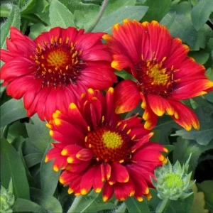 Gaillardia Gusto Sweet Chili Live Plant – Blanket Flower – 1 Plug – Hardy Perennial – Red & Yellow Blooms - Image 5
