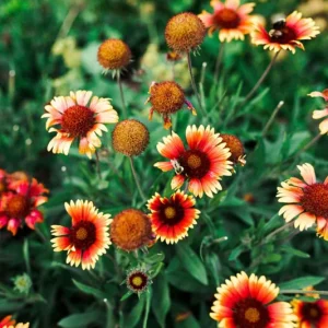 Gaillardia Gusto Sweet Chili Live Plant – Blanket Flower – 1 Plug – Hardy Perennial – Red & Yellow Blooms - Image 6