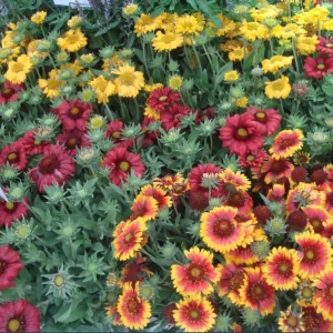 Gaillardia Gusto Sweet Chili Live Plant – Blanket Flower – 1 Plug – Hardy Perennial – Red & Yellow Blooms - Image 8