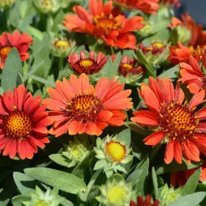 Gaillardia Gusto Sweet Chili Live Plant – Blanket Flower – 1 Plug – Hardy Perennial – Red & Yellow Blooms - Image 9