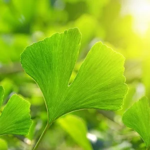 Ginkgo Live Starter Plant Tree, 6-8 Inch Tall, 4 Inch Pot, Indoor/Outdoor - Image 2