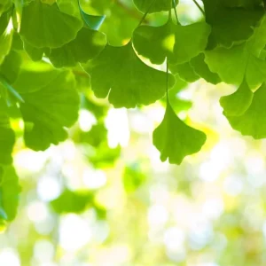 Ginkgo Live Starter Plant Tree, 6-8 Inch Tall, 4 Inch Pot, Indoor/Outdoor - Image 3