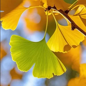 Ginkgo Live Starter Plant Tree, 6-8 Inch Tall, 4 Inch Pot, Indoor/Outdoor - Image 4