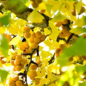 Ginkgo Live Starter Plant Tree, 6-8 Inch Tall, 4 Inch Pot, Indoor/Outdoor - Image 6