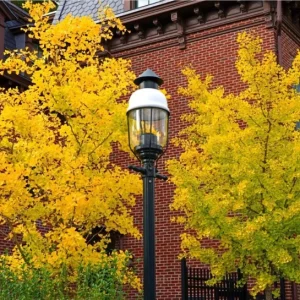 Ginkgo Live Starter Plant Tree, 6-8 Inch Tall, 4 Inch Pot, Indoor/Outdoor - Image 9