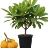 Golden Loquat Live Starter Plant - 4-8 Inch Loquat Tree for Outdoor/Indoor Growing, 4 Inch Pot - Image 1