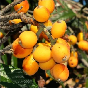 Golden Loquat Live Starter Plant - 4-8 Inch Loquat Tree for Outdoor/Indoor Growing, 4 Inch Pot - Image 2