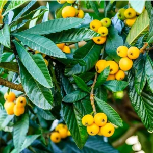 Golden Loquat Live Starter Plant - 4-8 Inch Loquat Tree for Outdoor/Indoor Growing, 4 Inch Pot - Image 3