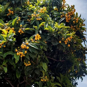 Golden Loquat Live Starter Plant - 4-8 Inch Loquat Tree for Outdoor/Indoor Growing, 4 Inch Pot - Image 5