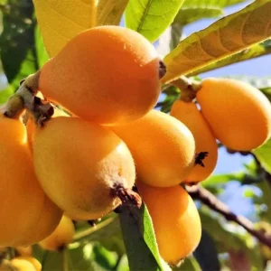 Golden Loquat Live Starter Plant - 4-8 Inch Loquat Tree for Outdoor/Indoor Growing, 4 Inch Pot - Image 8