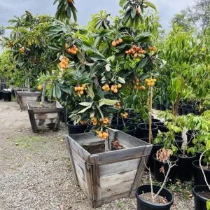 Golden Loquat Live Starter Plant - 4-8 Inch Loquat Tree for Outdoor/Indoor Growing, 4 Inch Pot - Image 9
