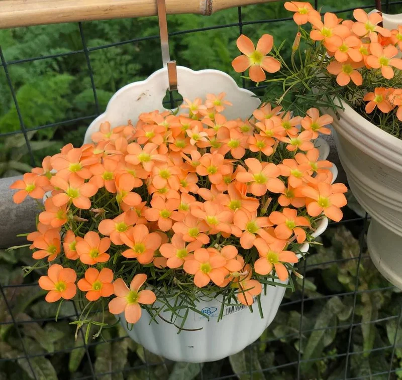 Gracilis Oxalis Live Plant - Ornamental Houseplant, 4 Inch Pot - Image 2