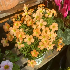 Gracilis Oxalis Live Plant - Ornamental Houseplant, 4 Inch Pot - Image 3