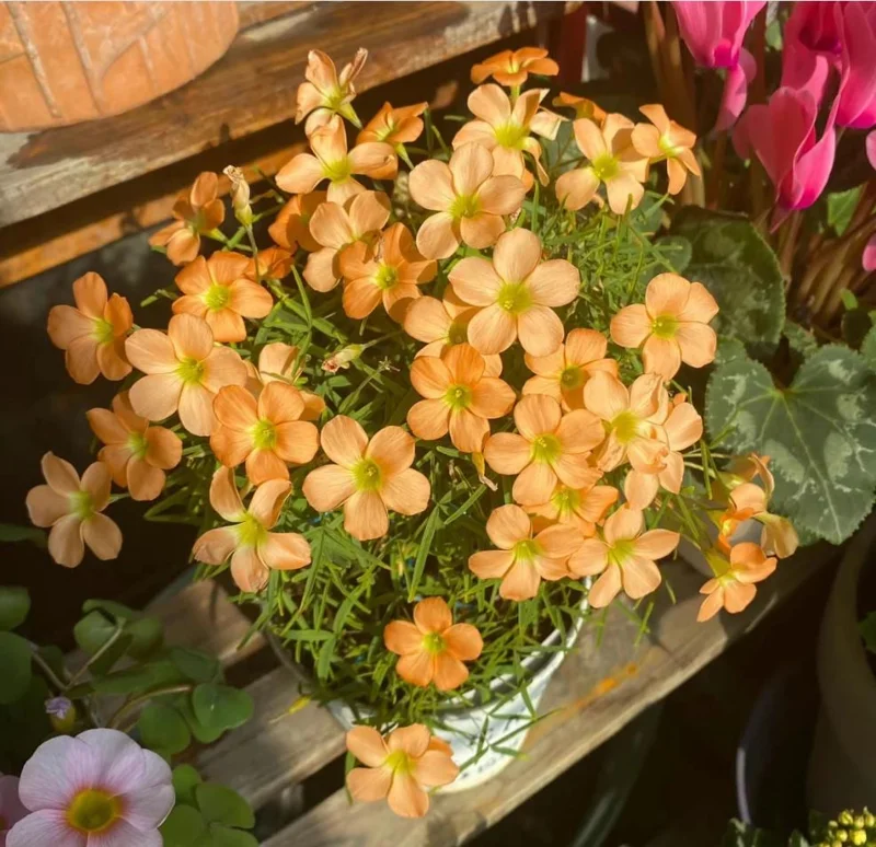 Gracilis Oxalis Live Plant - Ornamental Houseplant, 4 Inch Pot - Image 3