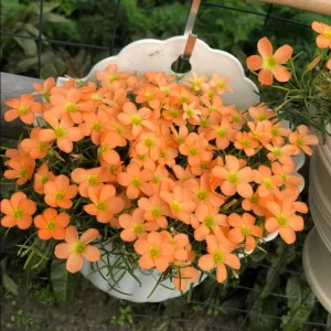 Gracilis Oxalis Live Plant - Ornamental Houseplant, 4 Inch Pot - Image 4